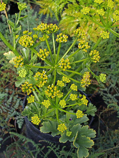 ASTYDAMIA LATIFOLIA
