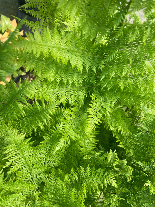 ATHYRIUM FILIX-FEMINA 'CLARISSIMA JONES'