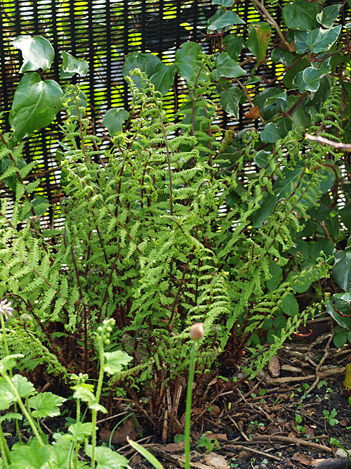 ATHYRIUM FILIX-FEMINA 'LADY IN RED'