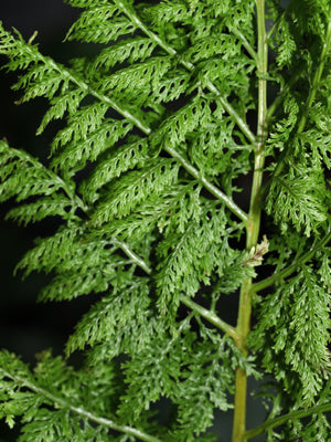 ATHYRIUM FILIX-FEMINA var.SUPERBA 'DRUERY'