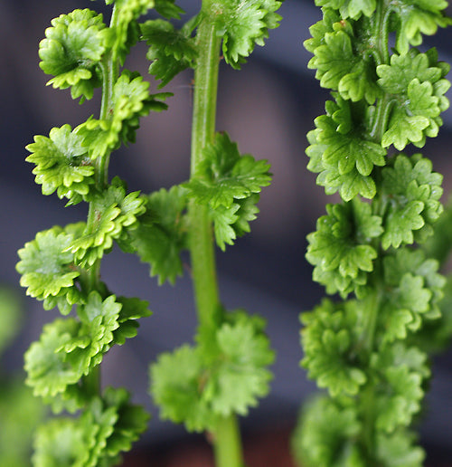 ATHYRIUM FILIX-FEMINA 'FRIZELLIAE'