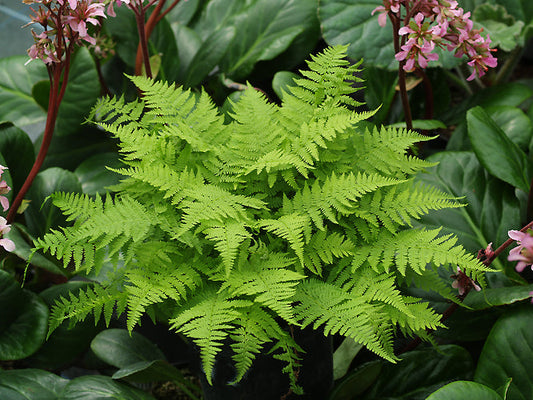 ATHYRIUM FILIX-FEMINA 'MINUTISSIMUM'
