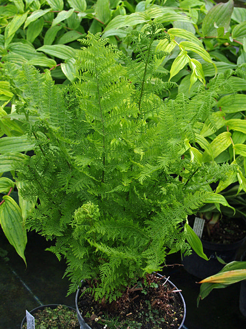ATHYRIUM FILIX-FEMINA 'PLUMOSUM'