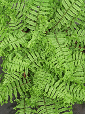 ATHYRIUM FILIX-FEMINA CRUCIATUM GROUP