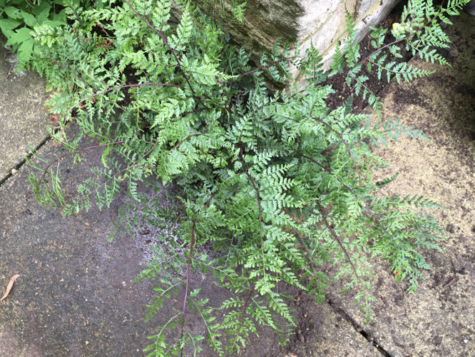 ATHYRIUM MINIMUM