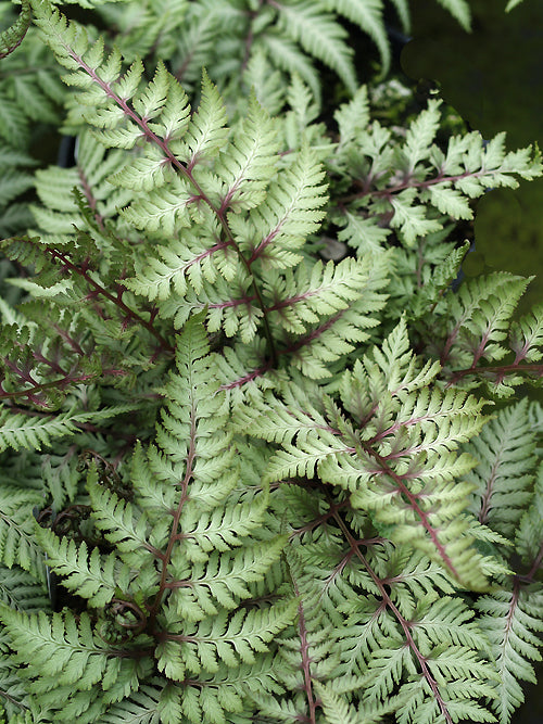 ATHYRIUM NIPONICUM var.PICTUM