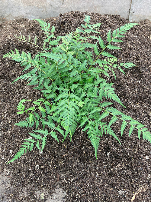 ATHYRIUM PALUSTRE