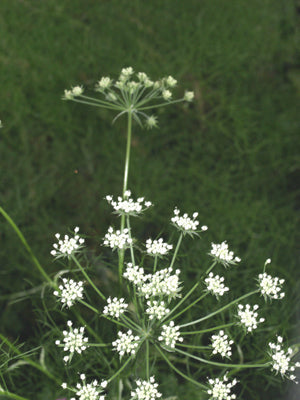 ATHAMANTA TURBITH subsp.HAYNALDII