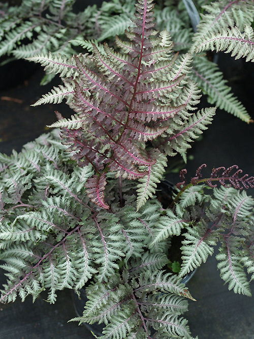 ATHYRIUM NIPONICUM var.PICTUM 'WILDWOOD TWIST'