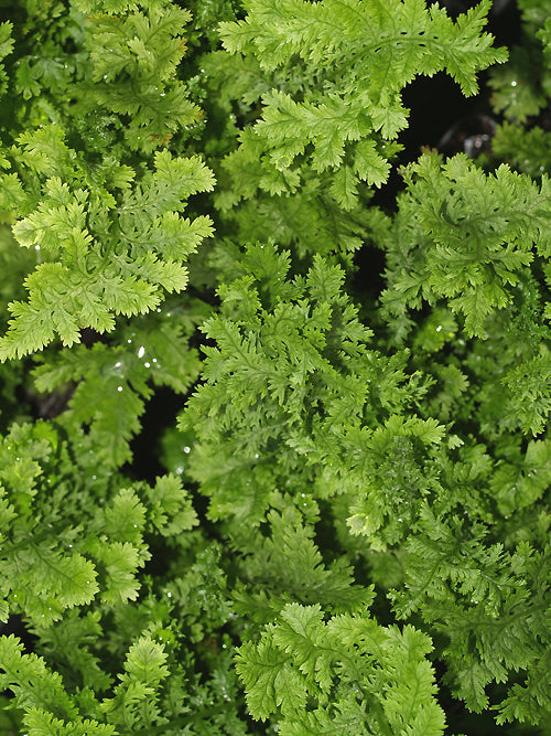 ATHYRIUM FILIX-FEMINA 'LADY-IN-LACE'