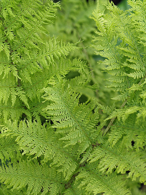 ATHYRIUM FILIX-FEMINA 'PERCRISTATUM'