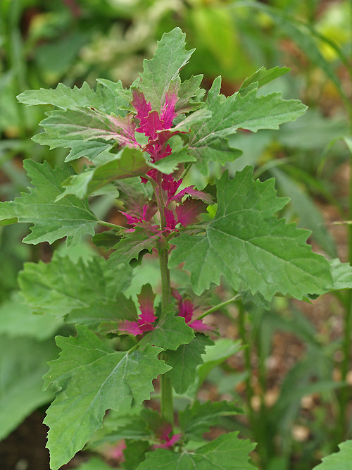 ATRIPLEX HORTENSIS 'ORIENTAL RED'