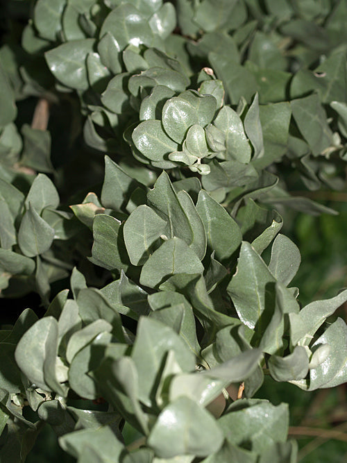 ATRIPLEX HALIMUS 'CASCAIS'