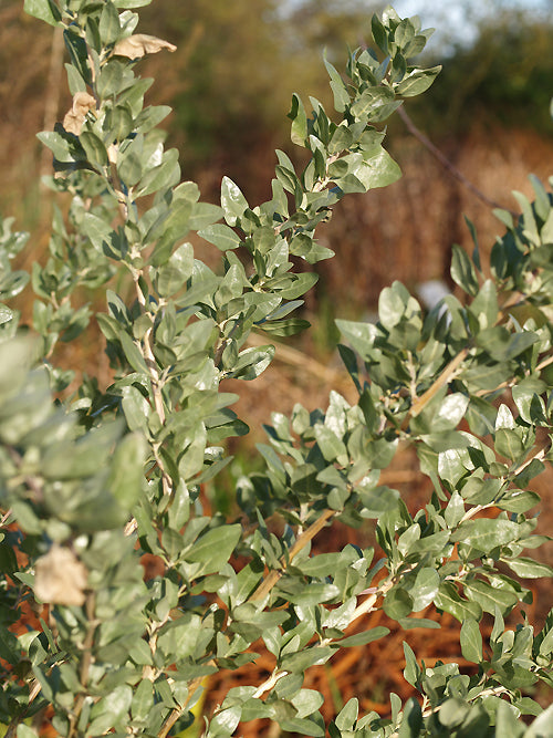 ATRIPLEX HALIMUS