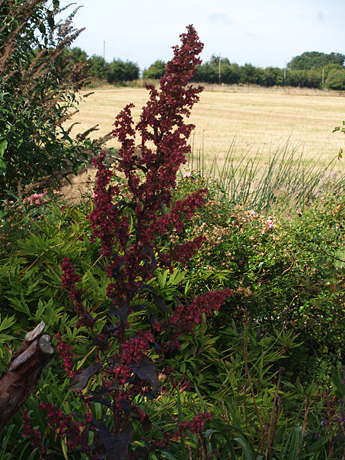 ATRIPLEX HORTENSIS var.RUBRA