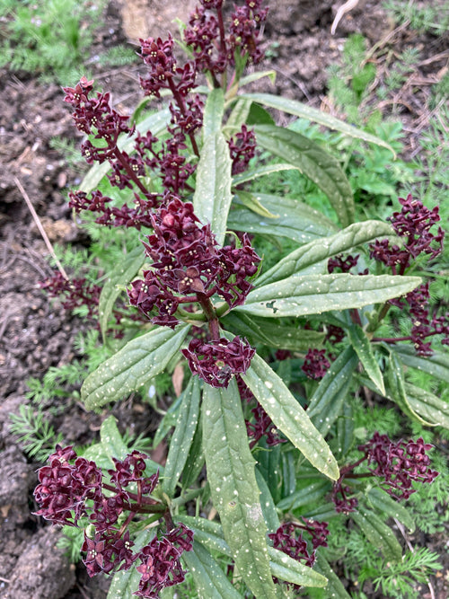 AUCUBA HIMALAICA var DOLICHOPHYLLA