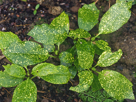AUCUBA JAPONICA 'PEPPERPOT'