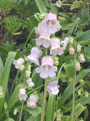 AZORINA VIDALLII 'ROSEA'
