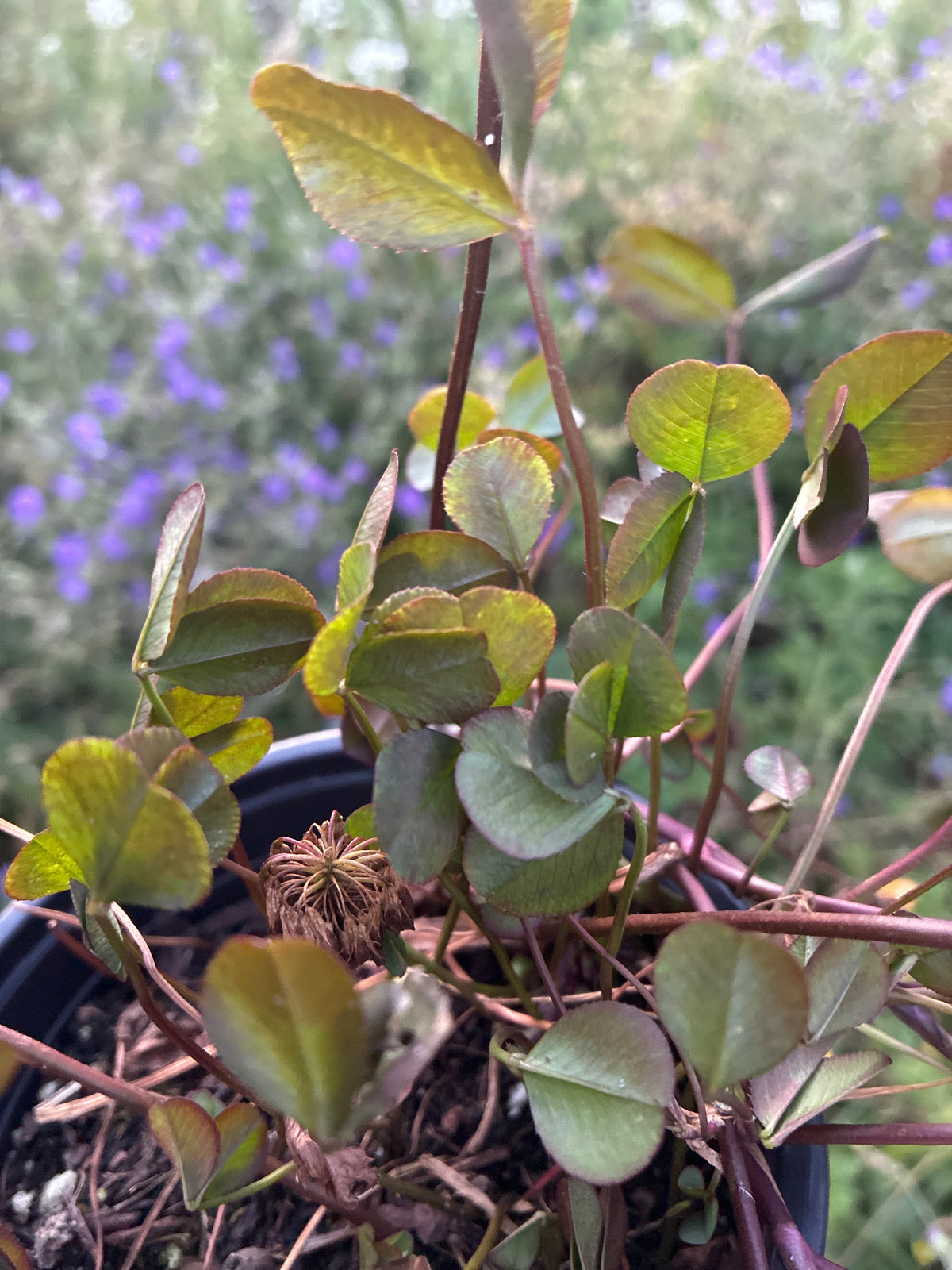 TRIFOLIUM REPENS 'WILLIAM'