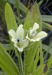 BABIANA ODORATA