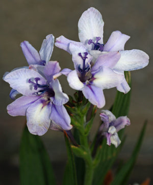 BABIANA PLICATA