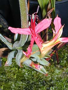 BABIANA RINGENS