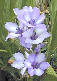 BABIANA RUBROCYANEA form 2