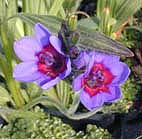BABIANA RUBROCYANEA