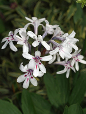 BABIANA SPATHACEA