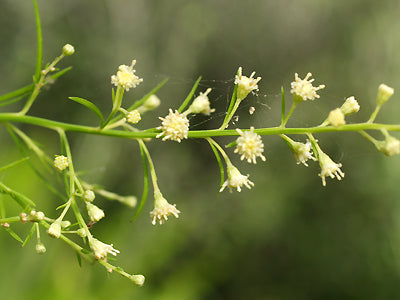 BACCHARIS SALICIFOLIA RCB RA-W-3