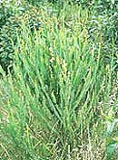 BACCHARIS GENISTELLOIDES