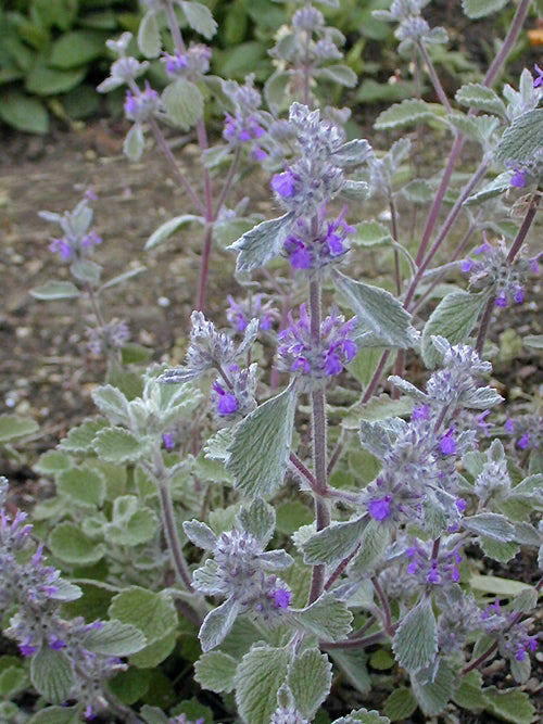 BALLOTA SP. RCB TQ-F-3