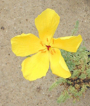 BALBISIA PEDUNCULARIS