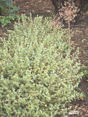 BALLOTA PSEUDODICTAMNUS COMPACT FORM B&M 8119