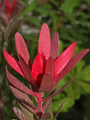 BANKSIA OBLONGIFOLIA