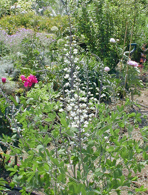 BAPTISIA ALBA var.MACROPHYLLA