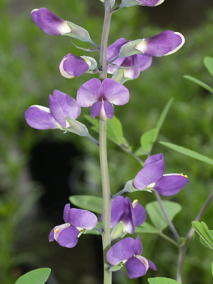 BAPTISIA 'PURPLE SMOKE'