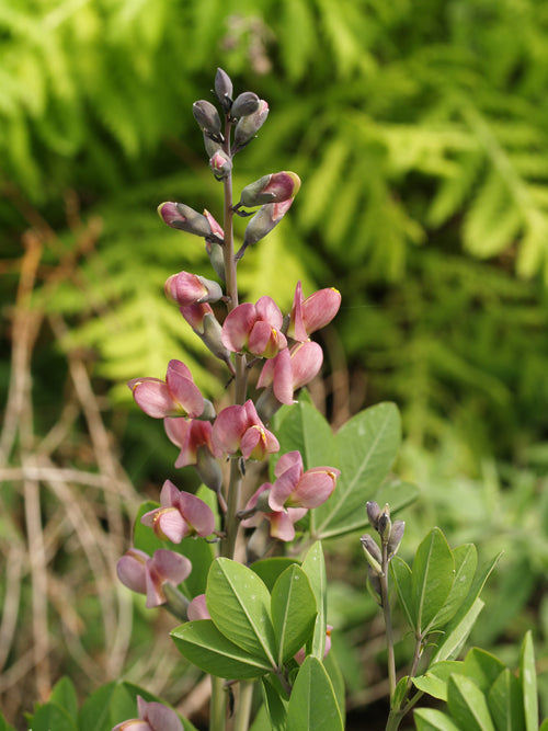 BAPTISIA 'PINK TRUFFLES'