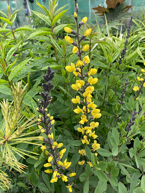 BAPTISIA 'LEMON MERINGUE'