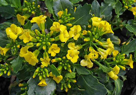 BARBAREA RUPICOLA 'SUNNYOLA'