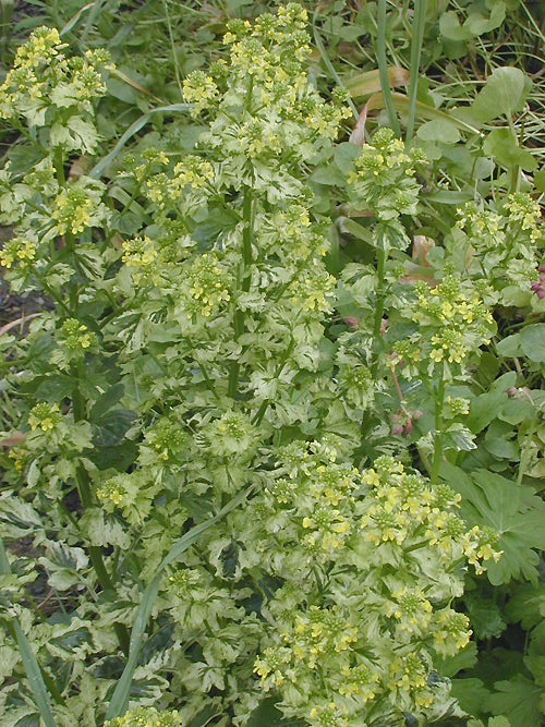 BARBAREA VULGARIS 'VARIEGATA'