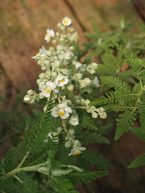 BASILIMA MILLEFOLIUM
