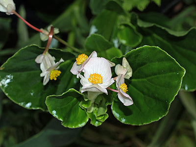 BEGONIA CUCULLATA var.ARENOSICOLA