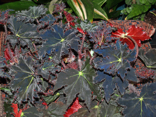 BEGONIA 'BEATRICE HADRELL'