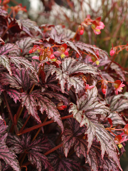 BEGONIA 'BENITOCHIBA'
