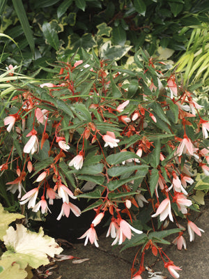 BEGONIA BOLIVENSIS 'ELEGANCE'