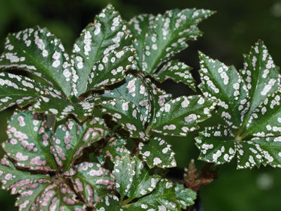 BEGONIA HEMSLEYANA Chen Yi 7.