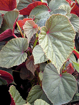 BEGONIA GRANDIS subsp.EVANSIANA 'CLARET JUG'