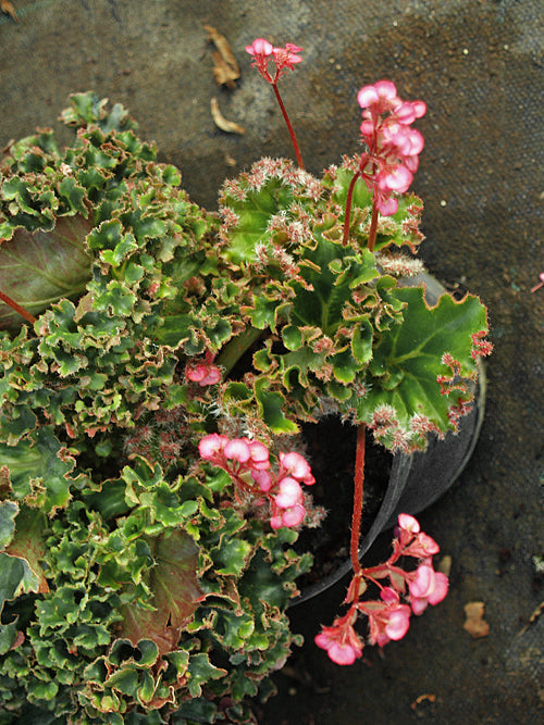BEGONIA 'CRESTABRUCHII'
