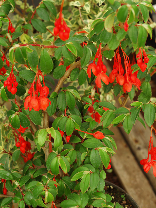 BEGONIA FOLIOSA var.MINIATA